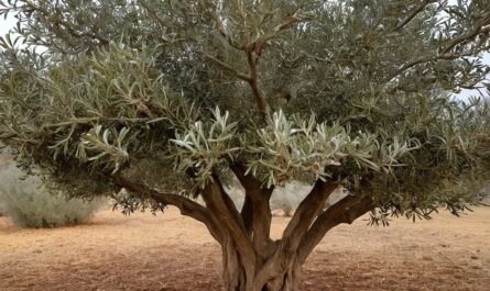 Invernada del olivo » Mima tu olivo en invierno